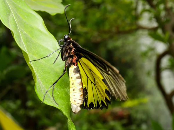 Fechar borboleta 15 — Fotografia de Stock