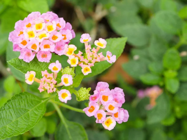 Lantana Camara çiçek 3 — Stok fotoğraf