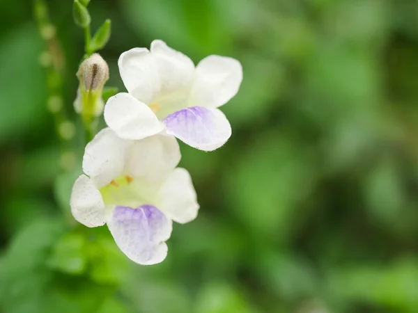 Белый цветок 1 — стоковое фото