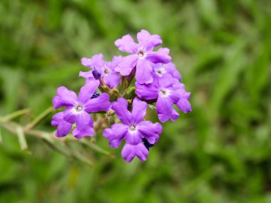 Verbena çiçek 4