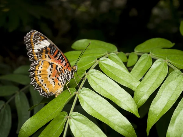 Nahaufnahme Schmetterling 16 — Stockfoto