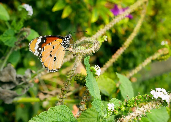 Schmetterling aus nächster Nähe 17 — Stockfoto