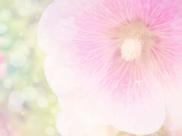 Blume Hintergrund 34 — Stockfoto