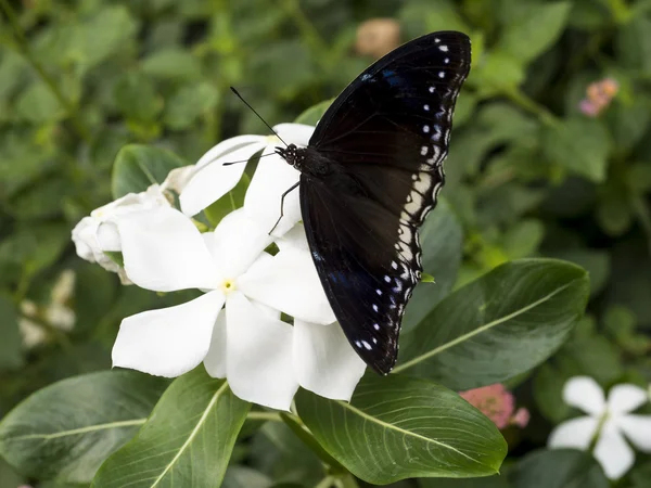 Fechar borboleta 18 — Fotografia de Stock