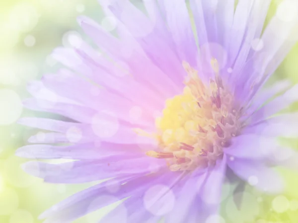 Flower background 35 — Stock Photo, Image