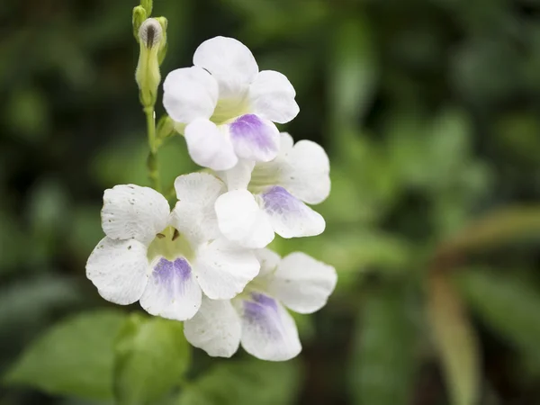 Белый цветок 3 — стоковое фото