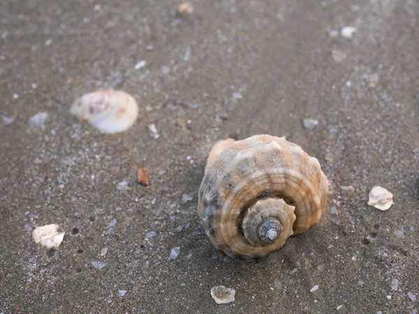 Shell na praia 1 — Fotografia de Stock