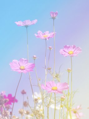 Cosmos çiçek arka plan 1