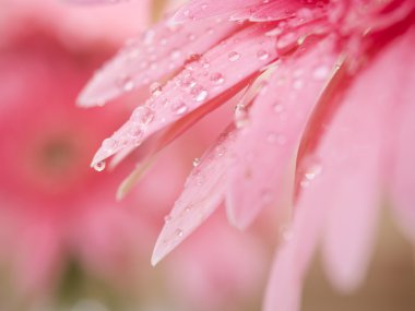 Tatlı tatlı pembe Gerbera papatya çiçek 1