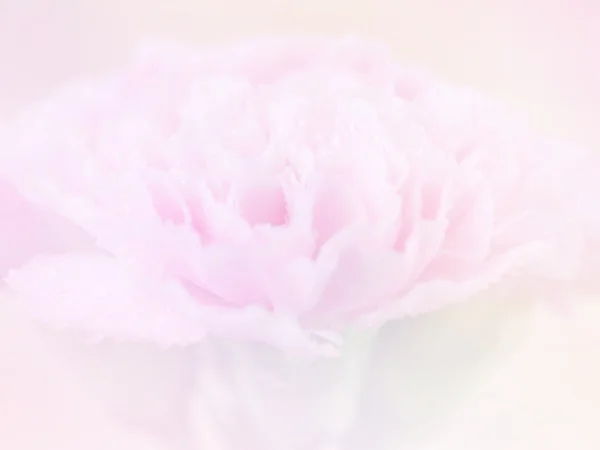 甜甜的粉红色康乃馨花朵背景 2 — 图库照片