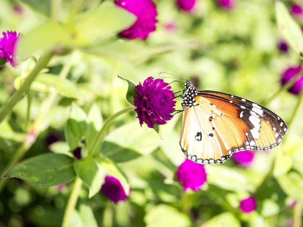 Nahaufnahme Schmetterling in Globus Amaranth Blume 1 — Stockfoto