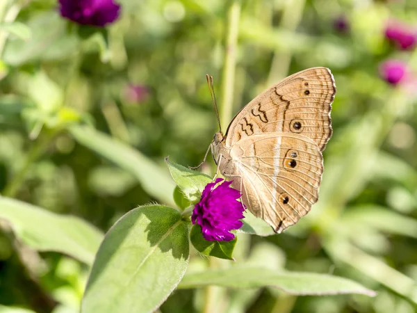 Close up borboleta em Globe amaranth flor 4 — Fotografia de Stock