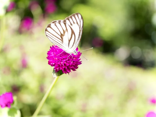 Nahaufnahme Schmetterling in Globus Amaranth Blume 3 — Stockfoto