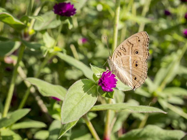 Nahaufnahme Schmetterling in Globus Amaranth Blume 2 — Stockfoto