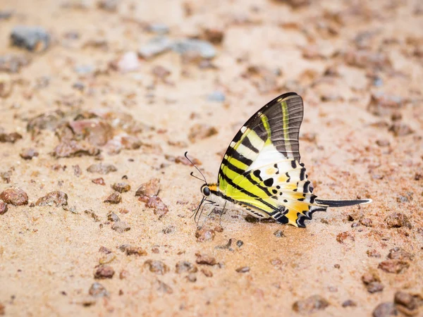 Fechar borboleta 27 — Fotografia de Stock