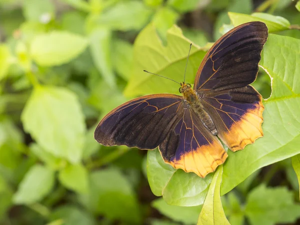Nahaufnahme Schmetterling 28 — Stockfoto