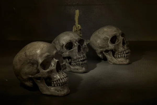 Still life with skulls 2 — Stock Photo, Image