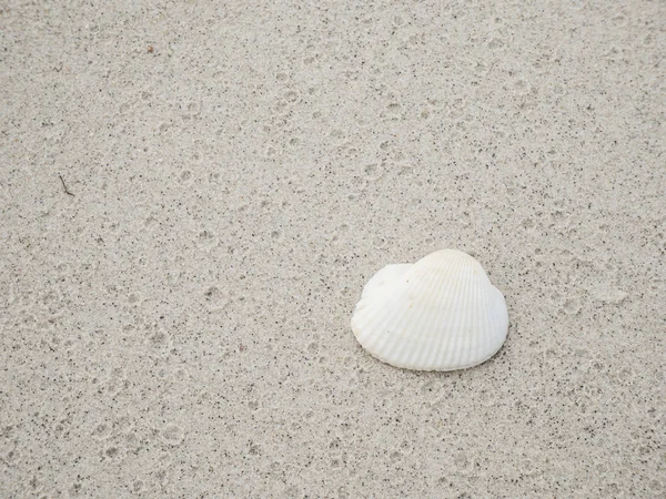 Coquille blanche sur sable 1 — Photo