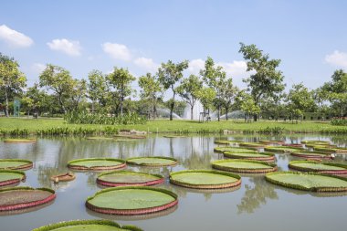 Kraliyet su Lily Victoria 3