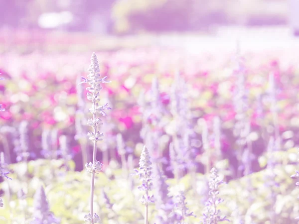 Flor de lavanda 2 — Fotografia de Stock