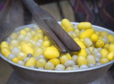 İpekböceği koza 2