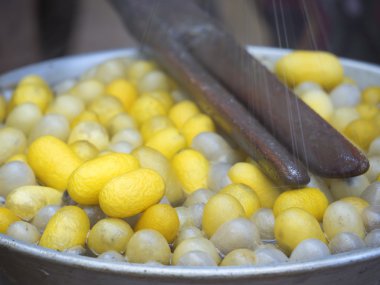 İpekböceği koza 3