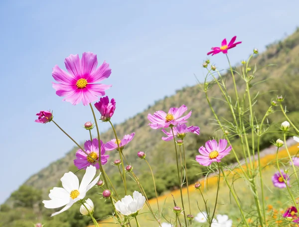 Cosmos çiçek 5 — Stok fotoğraf