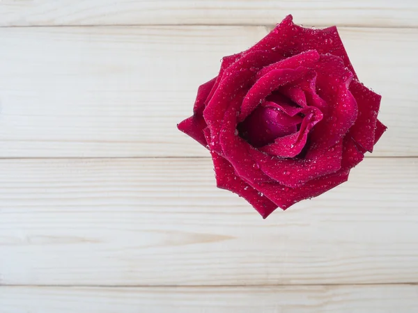 Rosa roja 61 — Foto de Stock