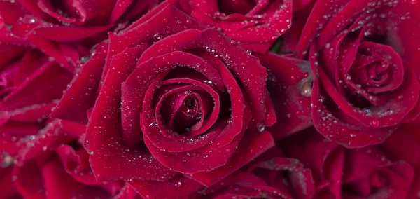 Червоні троянди 13 — стокове фото