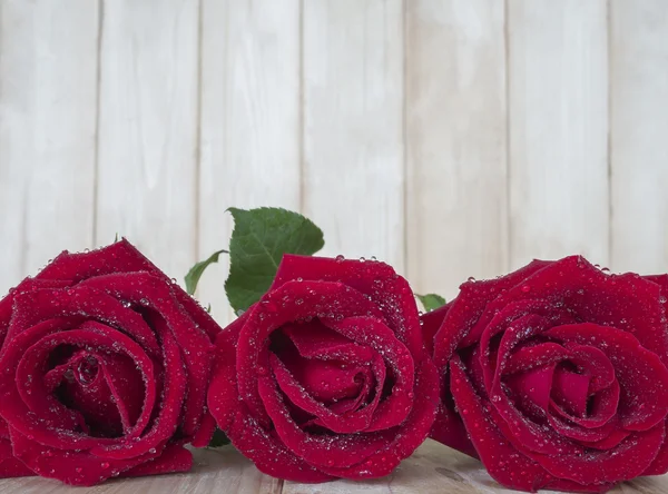 Червоні троянди 53 — стокове фото