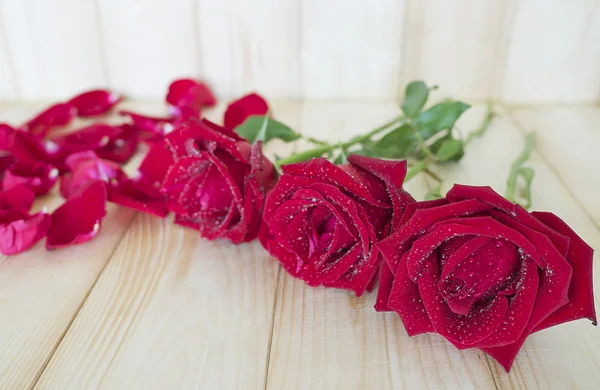 Rosa roja 74 — Foto de Stock