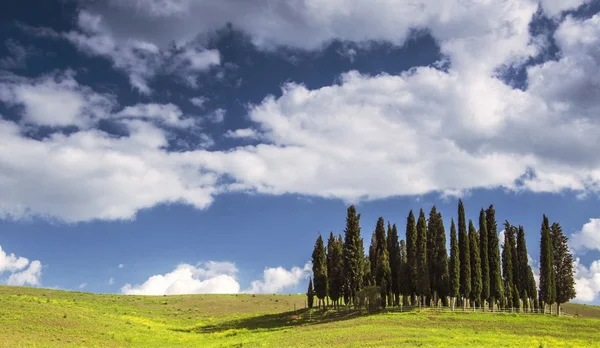 Cypress in Tuscany — Stockfoto