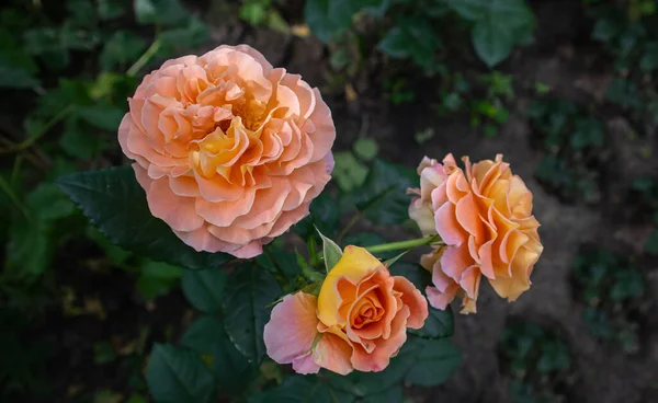 Tre Rose Nel Giardino — Foto Stock