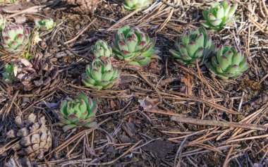 Çam ormanında Sempervivum Rutenicum