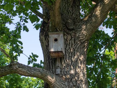 Büyük eski bir ağacın dalındaki ahşap kuş evi.