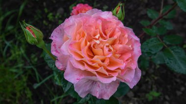 Su damlacıkları ve genç tomurcukları olan güzel pembe bir gül.