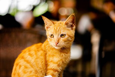 Sevimli yerli kızıl kedi üzgün görünüyor