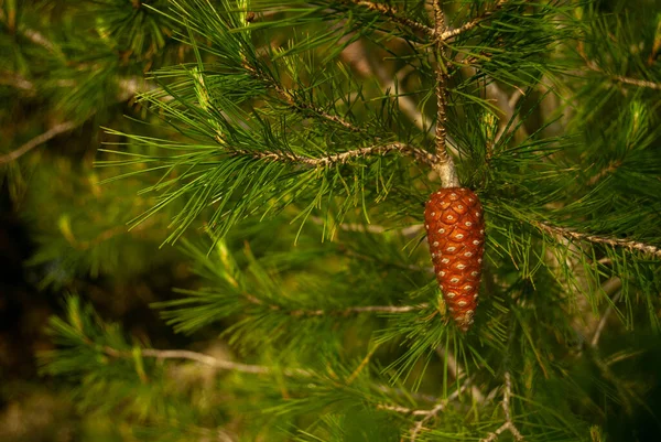 Pinecone Med Furutrær Bakgrunn Plass Til Tekst – stockfoto