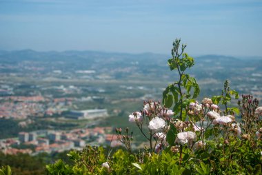 Portekiz manzarasının arka planında pembe güller açıyor. Kartpostal resmi.