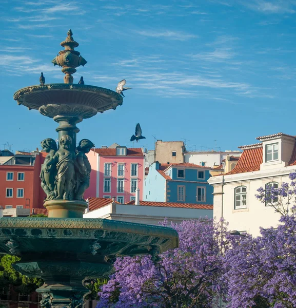 Jacaranda Fleurissant Lisbonne Rosso Square North Fountain Belle Vue Sur — Photo