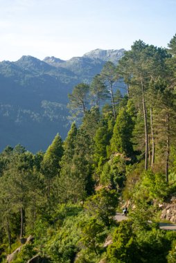 Orman yolu, motorsiklet dağ manzarasının yanından geçerken ağaçların arasından görülüyor - Portekiz, Geres Ulusal Parkı, Dikey, Seçici Odaklanma