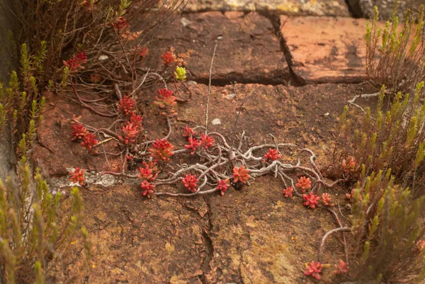 Jelly Bean planta tejiendo a lo largo de la vieja piedra de adoquín naranja - Sedum rubrotinctum, enfoque selectivo —  Fotos de Stock