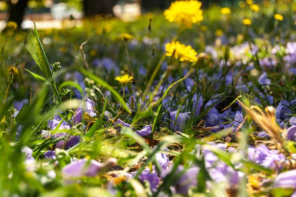 Dandelions growing among fallen jacaranda flowers in green grass - Taraxacum, Jacaranda, Selective focus