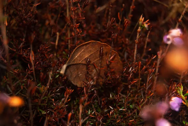 Umgefallenes Blatt steckt im Herbstboden fest - Selektiver Fokus, Makro, Heidekraut — Stockfoto