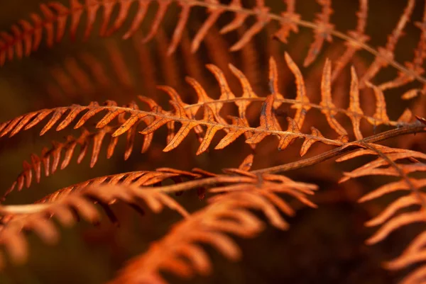 Πορτοκαλί φθινοπωρινή φτέρη ατμόσφαιρα φύλλων της φθινοπωρινής πολύχρωμης φύσης close-up - Επιλεκτική εστίαση, Polypodiopsida — Φωτογραφία Αρχείου