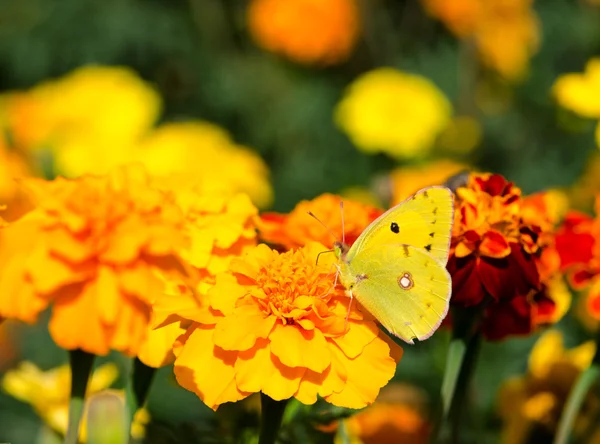 Żółty motyl na jasny kwiaty — Zdjęcie stockowe