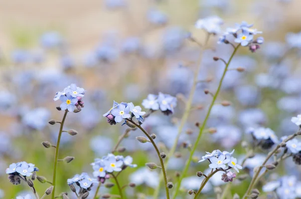 Flores de primavera azul close-up, Esqueça-me-não — Fotografia de Stock