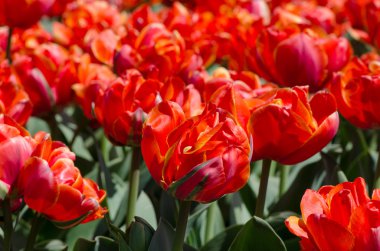 güzel kırmızı lale