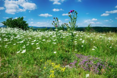 Kırım Dağları'nda çiçek açan çayır