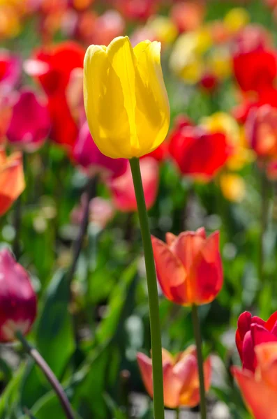 Tulipano giallo, fiori primaverili — Foto Stock